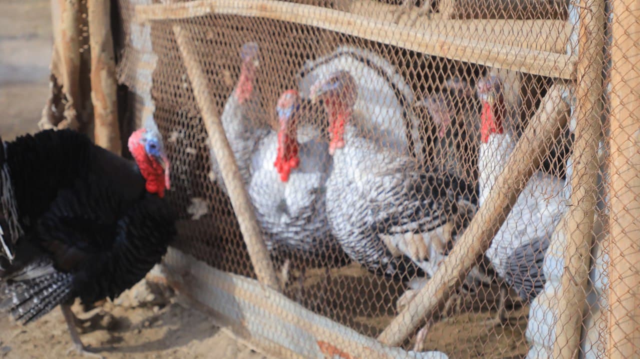 Олот: “Арабхона”да Қурбоновлар оиласи ҳам иссиқхона ва паррандачиликдан барака топмоқда