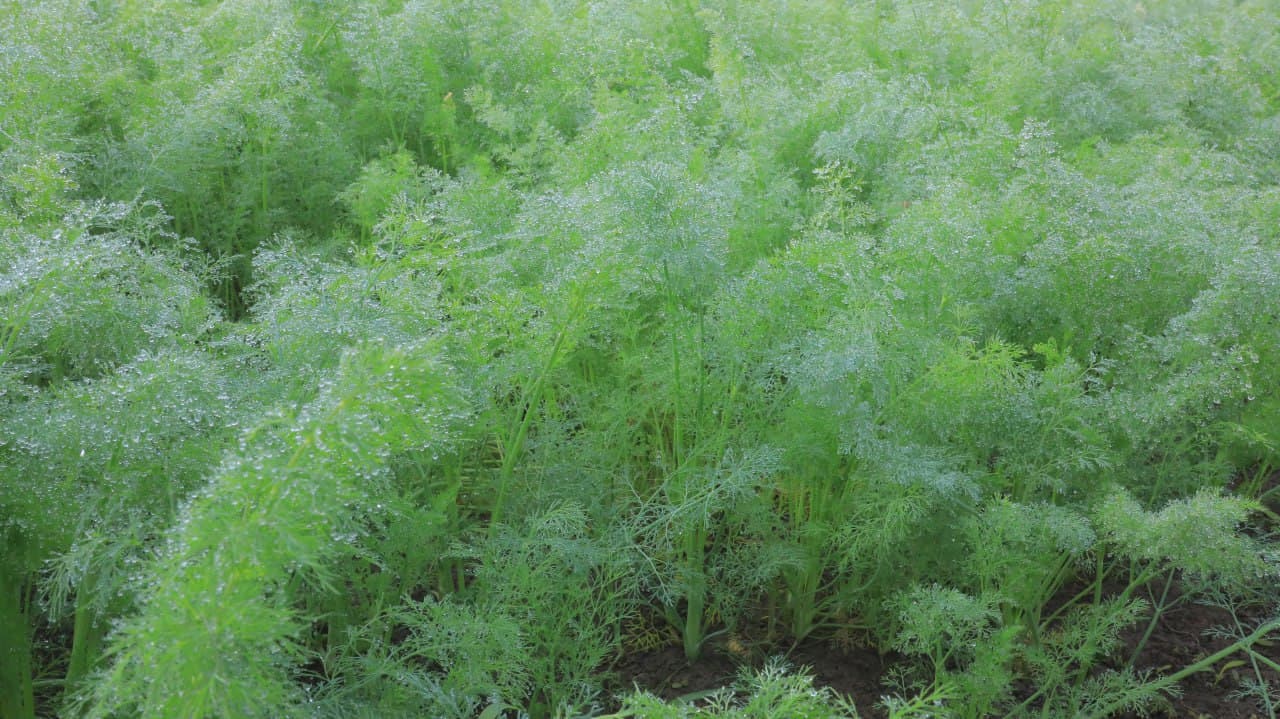 Олот: “Арабхона”да Қурбоновлар оиласи ҳам иссиқхона ва паррандачиликдан барака топмоқда