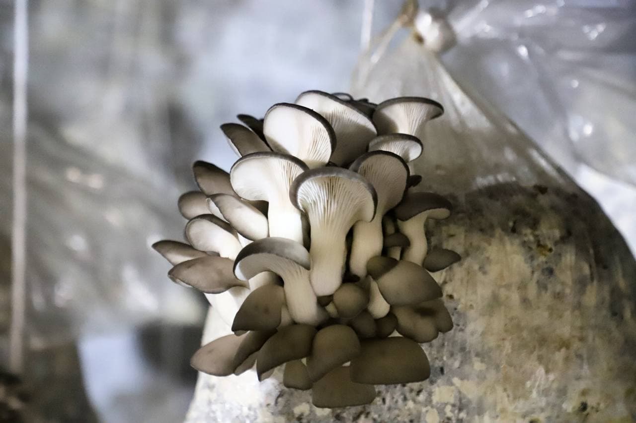 Buxoro tumani: “Zarmanoq”da Sodiq Odinayev ham qoʻziqorin yetishtirib, yaxshi foyda koʻrmoqda