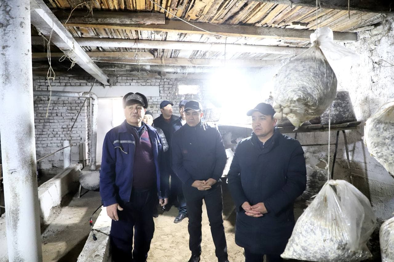 Buxoro tumani: “Zarmanoq”da Sodiq Odinayev ham qoʻziqorin yetishtirib, yaxshi foyda koʻrmoqda