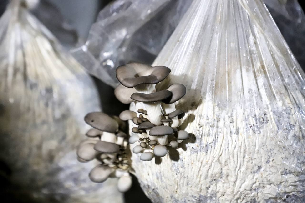 Buxoro tumani: “Zarmanoq”da Sodiq Odinayev ham qoʻziqorin yetishtirib, yaxshi foyda koʻrmoqda