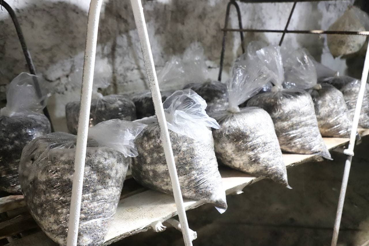 Buxoro tumani: “Zarmanoq”da Sodiq Odinayev ham qoʻziqorin yetishtirib, yaxshi foyda koʻrmoqda