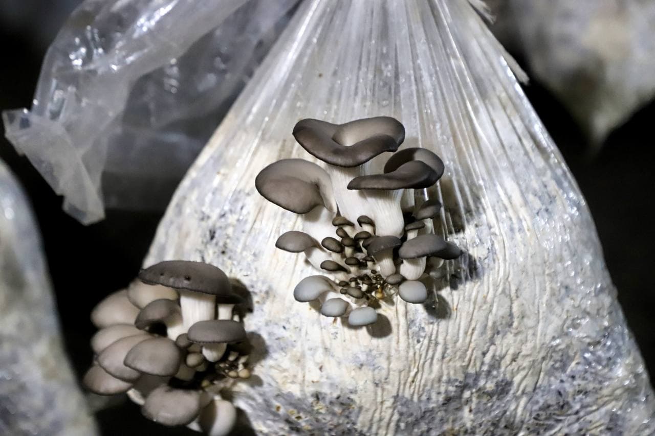 Buxoro tumani: “Zarmanoq”da Sodiq Odinayev ham qoʻziqorin yetishtirib, yaxshi foyda koʻrmoqda