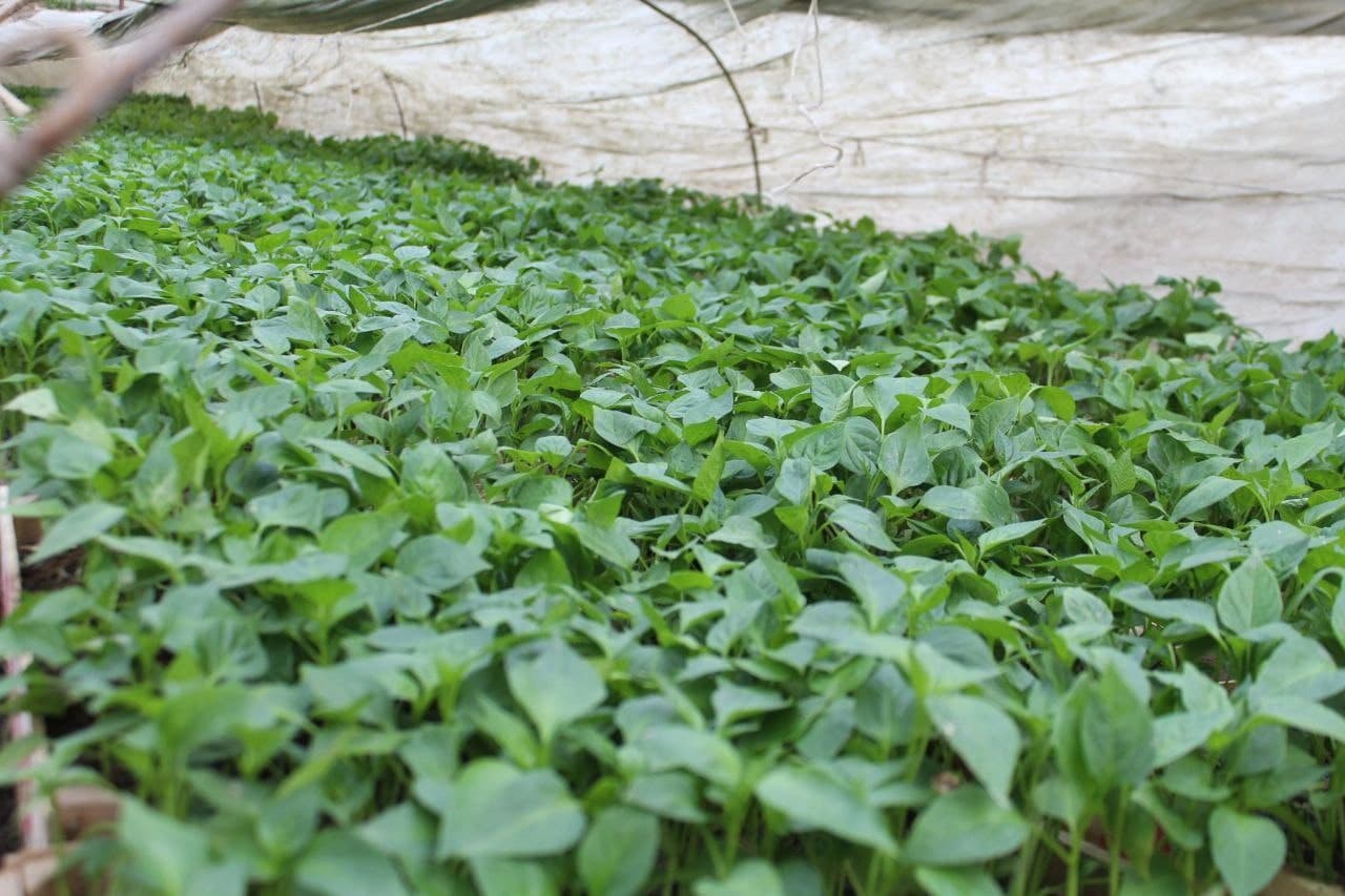 Kogon: “Bir kontur — bir mahsulot” tamoyili asosida yana 34 ta xonadonga issiqxona qurib berilmoqda