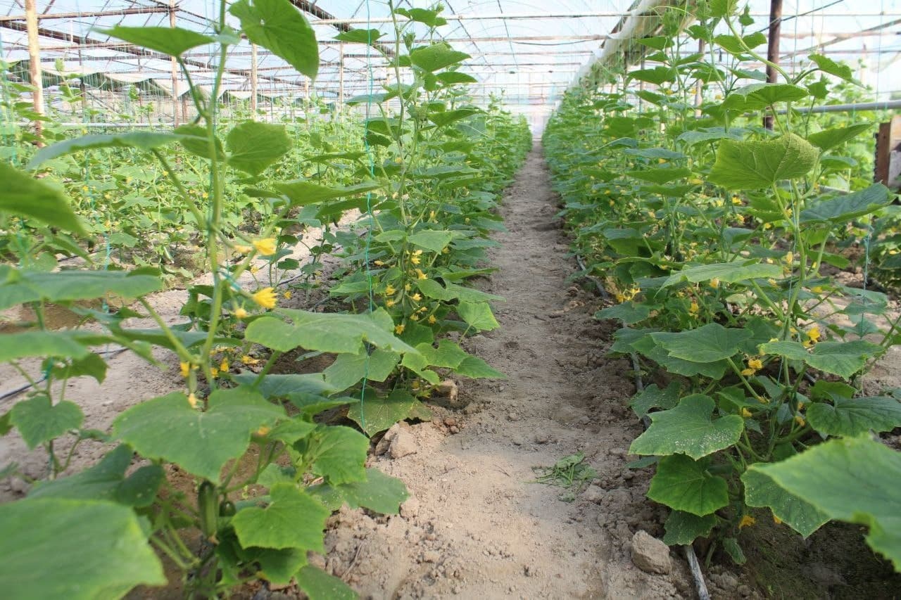 Kogon: “Bir kontur — bir mahsulot” tamoyili asosida yana 34 ta xonadonga issiqxona qurib berilmoqda