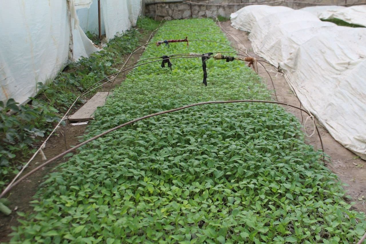 Kogon: “Bir kontur — bir mahsulot” tamoyili asosida yana 34 ta xonadonga issiqxona qurib berilmoqda