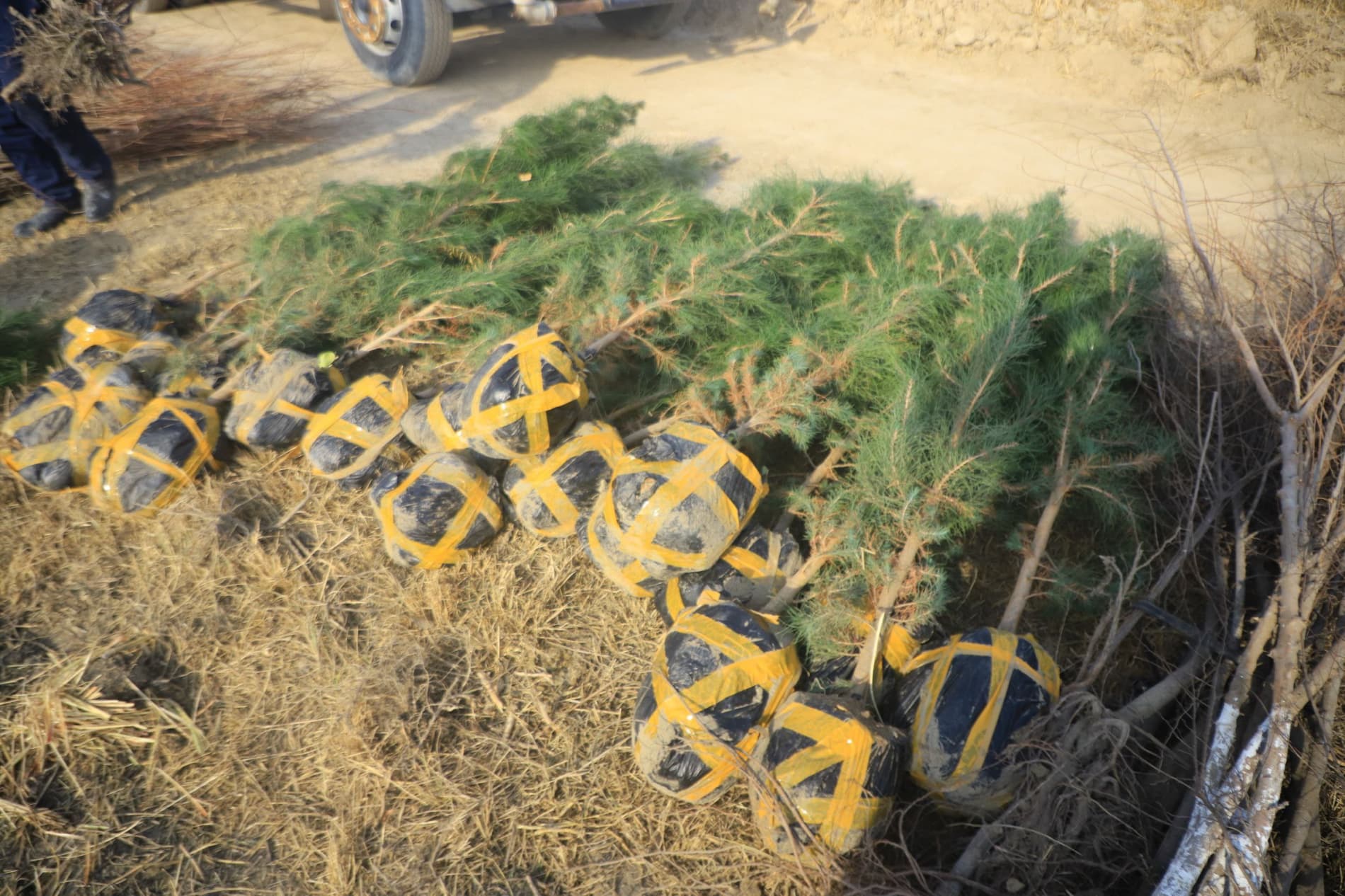 Вобкент: "Яшил макон” умуммиллий лойиҳаси доирасида "Судьялар боғи" барпо қилинмоқда