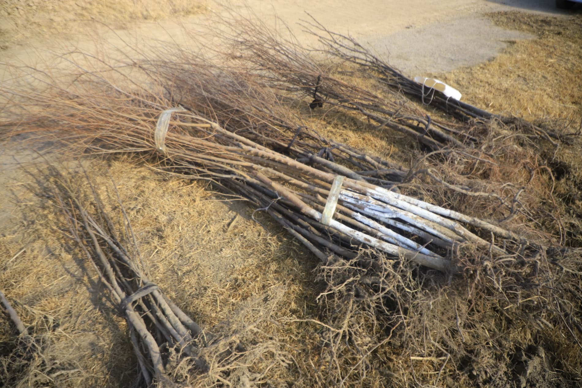 Вобкент: "Яшил макон” умуммиллий лойиҳаси доирасида "Судьялар боғи" барпо қилинмоқда