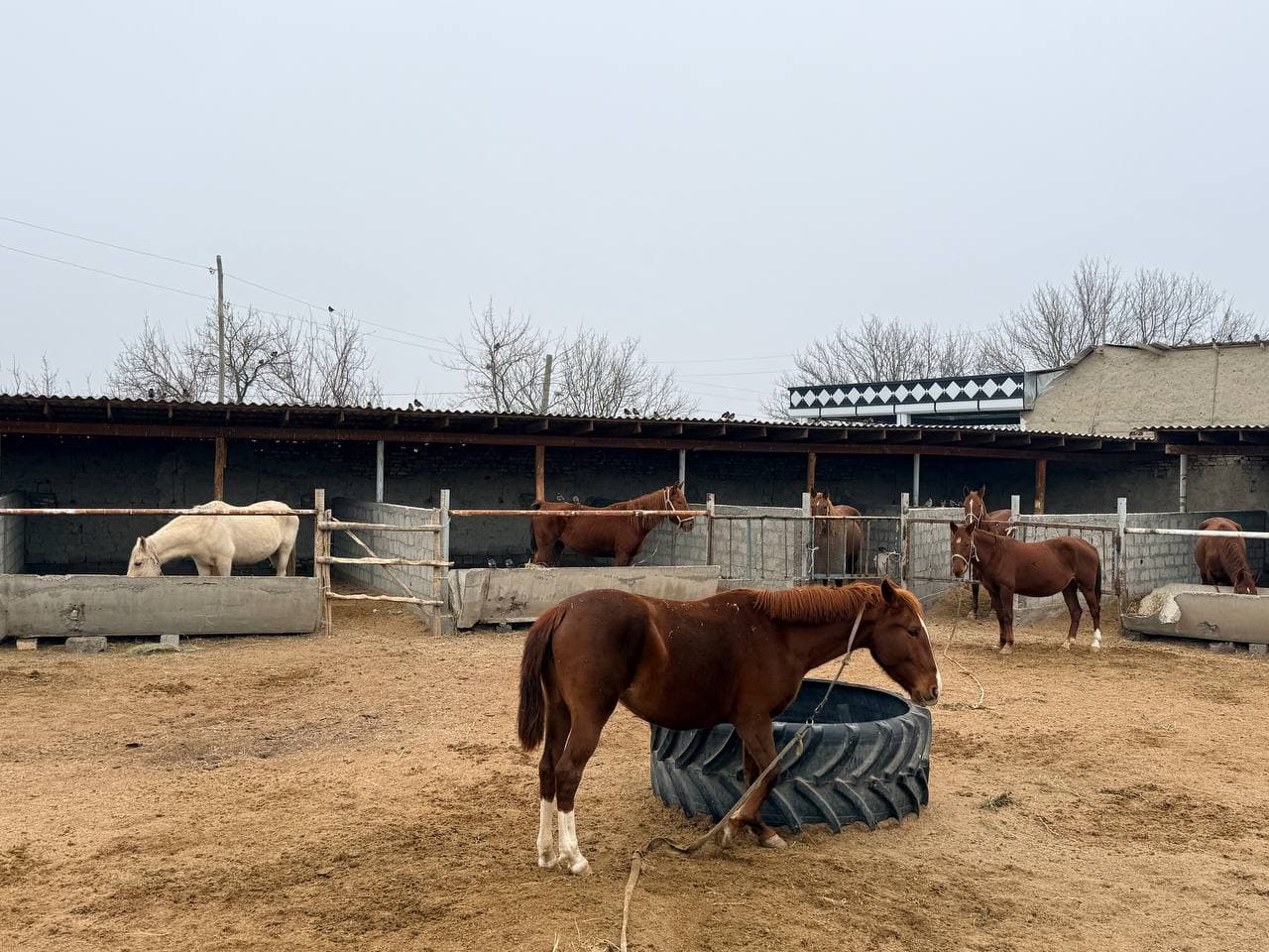 Пешку: “Bukhara Best Builder” МЧЖ ва “Ўғлон” фермер хўжалигида истиқболли бизнес лойиҳалари ривожлантирилмоқда