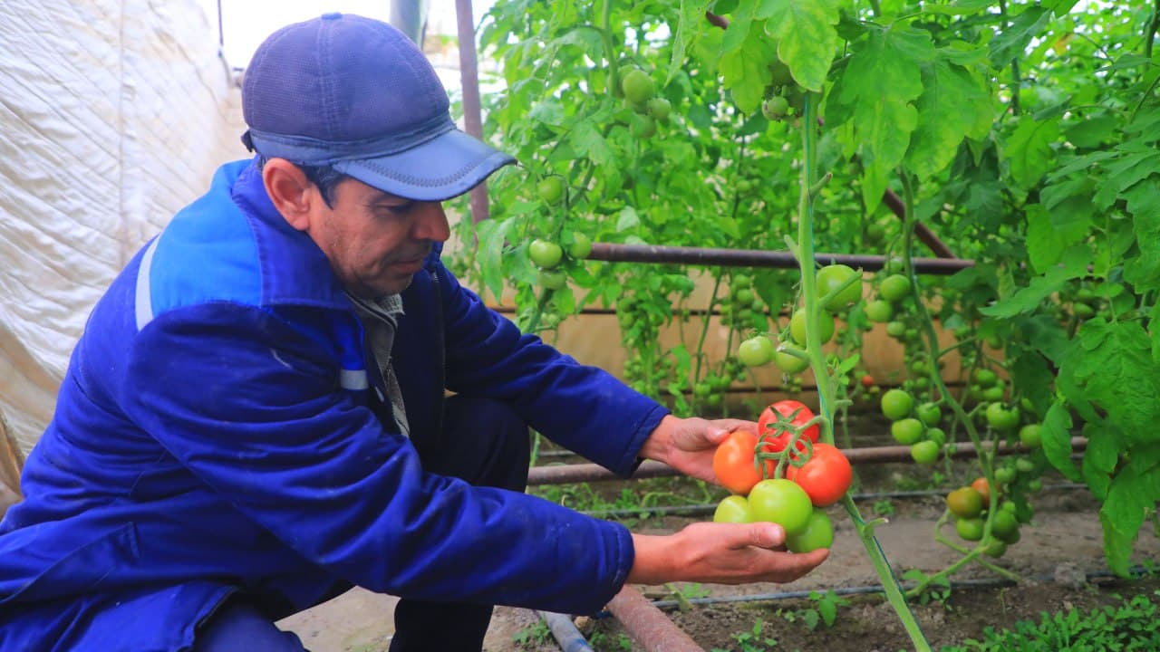 Olot: Roʻziyevlar oilasi mehnatkashlari issiqxonasidan 120 million soʻm daromad olmoqda