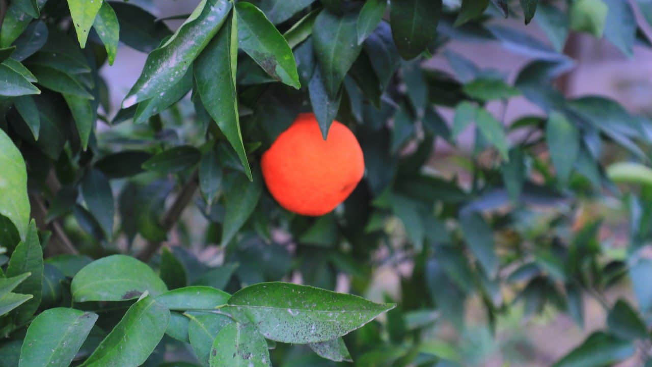 Olot: Roʻziyevlar oilasi mehnatkashlari issiqxonasidan 120 million soʻm daromad olmoqda