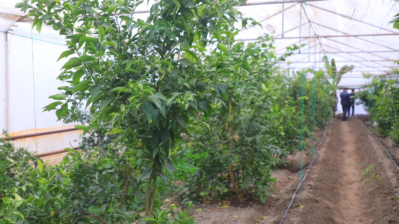 Olot: Roʻziyevlar oilasi mehnatkashlari issiqxonasidan 120 million soʻm daromad olmoqda