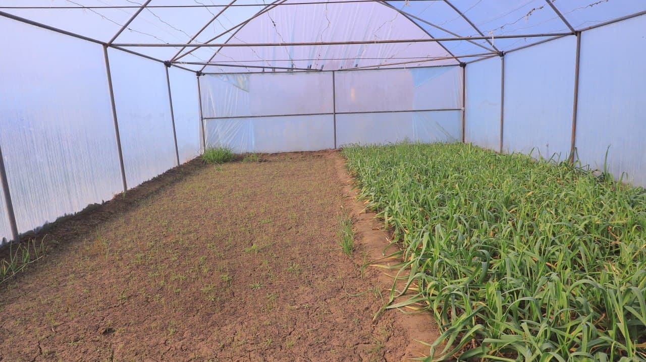 Qorakoʻl: Saʼdullayevlar issiqxonasi qishda ham yashnab, ogʻilxonasidan barakaga erishilmoqda