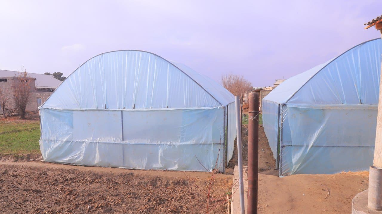 Qorakoʻl: Saʼdullayevlar issiqxonasi qishda ham yashnab, ogʻilxonasidan barakaga erishilmoqda