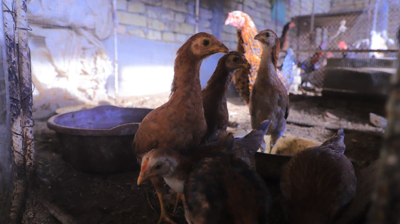 Qorakoʻl: Saʼdullayevlar issiqxonasi qishda ham yashnab, ogʻilxonasidan barakaga erishilmoqda