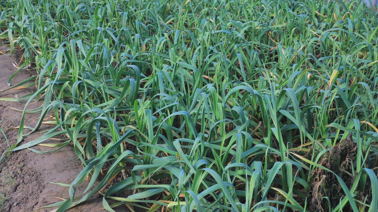 Qorakoʻl: Saʼdullayevlar issiqxonasi qishda ham yashnab, ogʻilxonasidan barakaga erishilmoqda