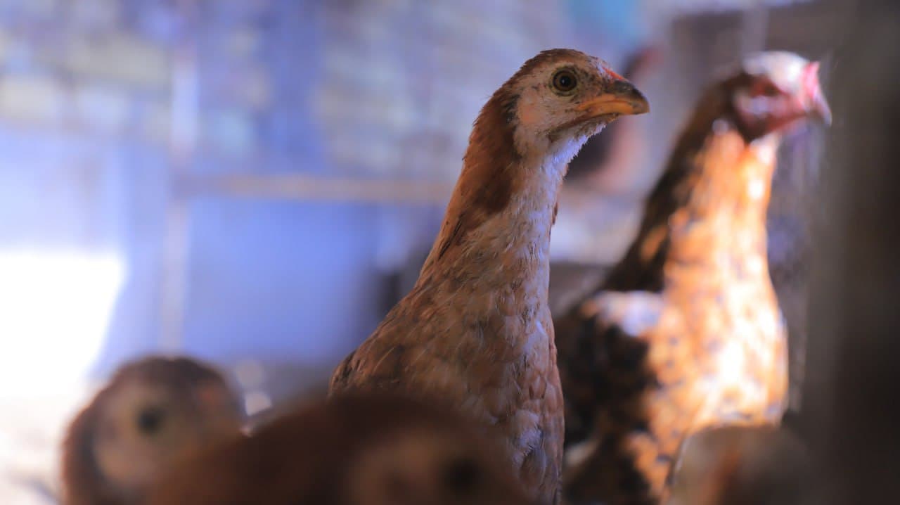 Qorakoʻl: Saʼdullayevlar issiqxonasi qishda ham yashnab, ogʻilxonasidan barakaga erishilmoqda