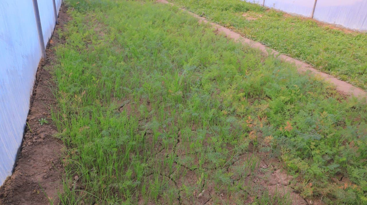 Qorakoʻl: Saʼdullayevlar issiqxonasi qishda ham yashnab, ogʻilxonasidan barakaga erishilmoqda