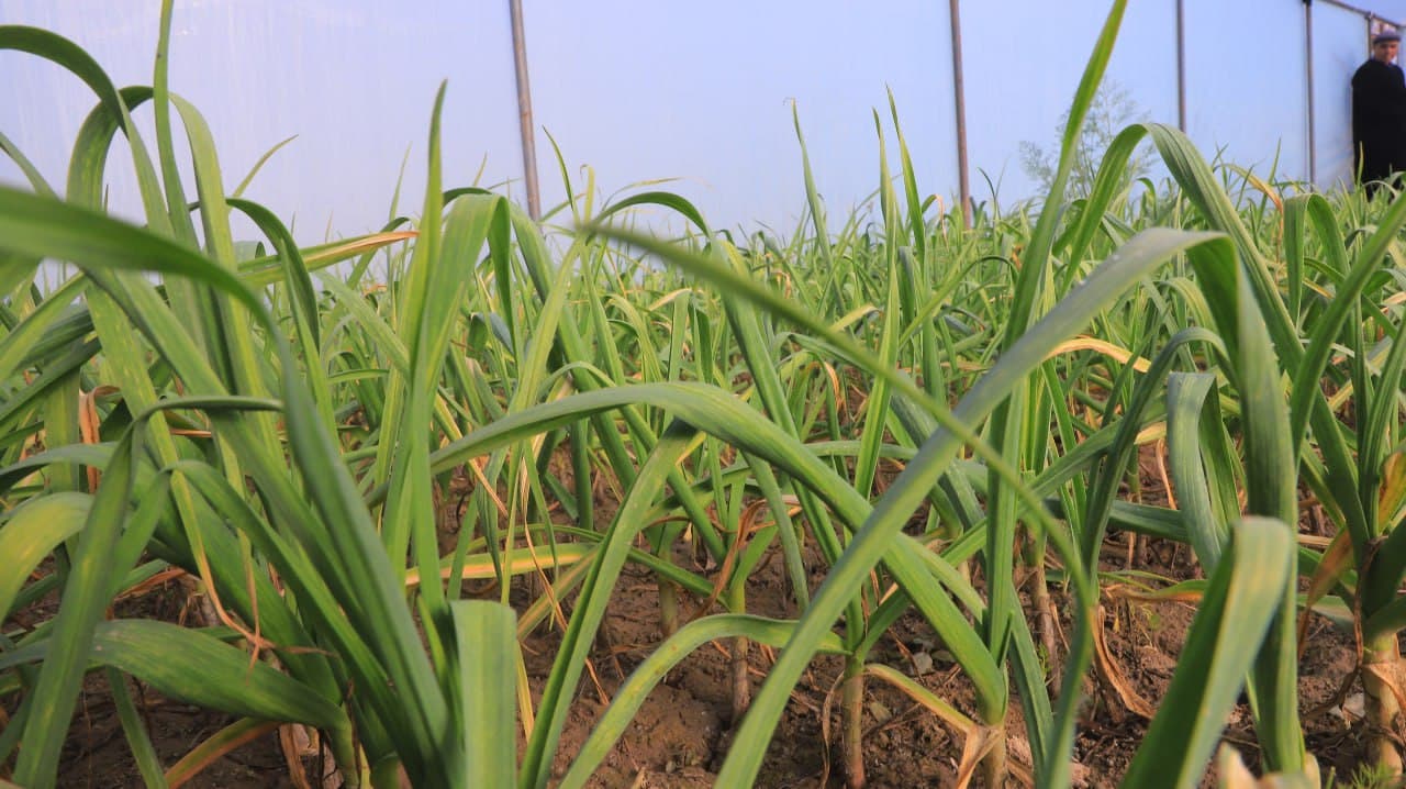 Qorakoʻl: Saʼdullayevlar issiqxonasi qishda ham yashnab, ogʻilxonasidan barakaga erishilmoqda