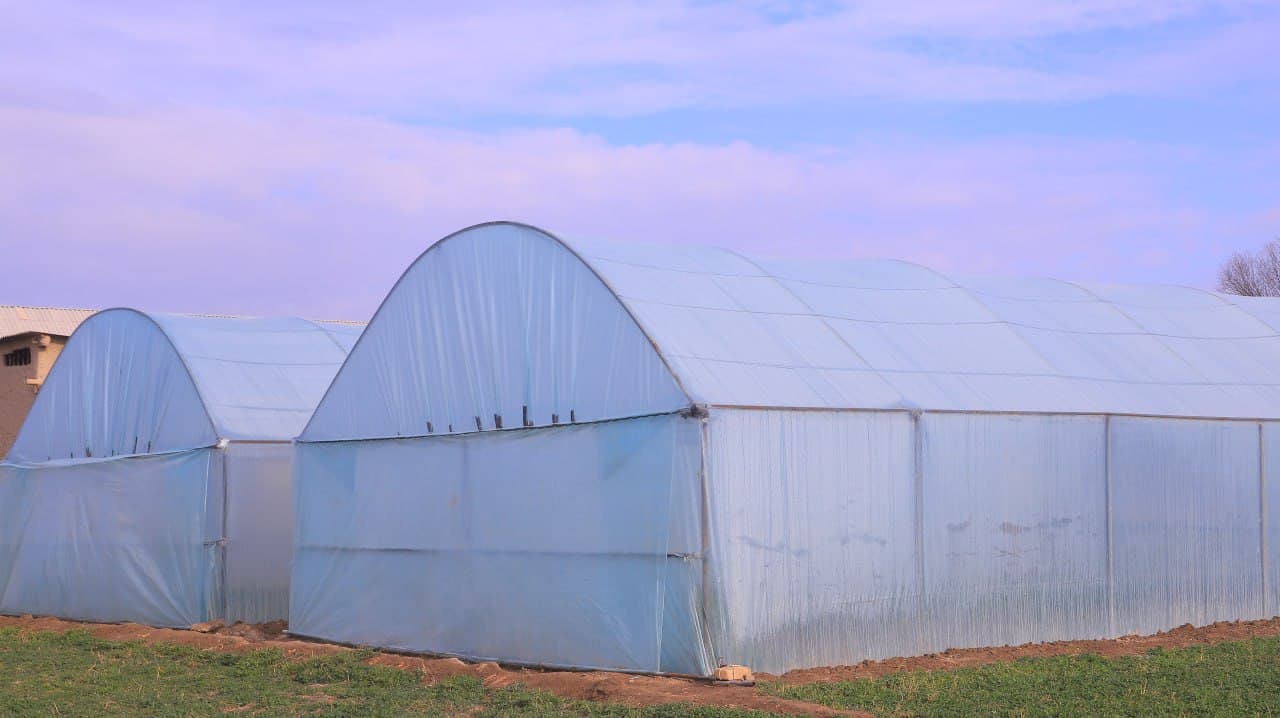 Qorakoʻl: Saʼdullayevlar issiqxonasi qishda ham yashnab, ogʻilxonasidan barakaga erishilmoqda