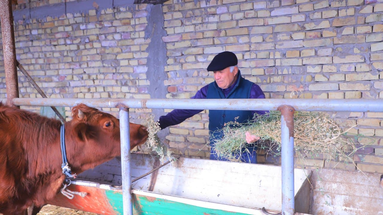Qorakoʻl: Saʼdullayevlar issiqxonasi qishda ham yashnab, ogʻilxonasidan barakaga erishilmoqda