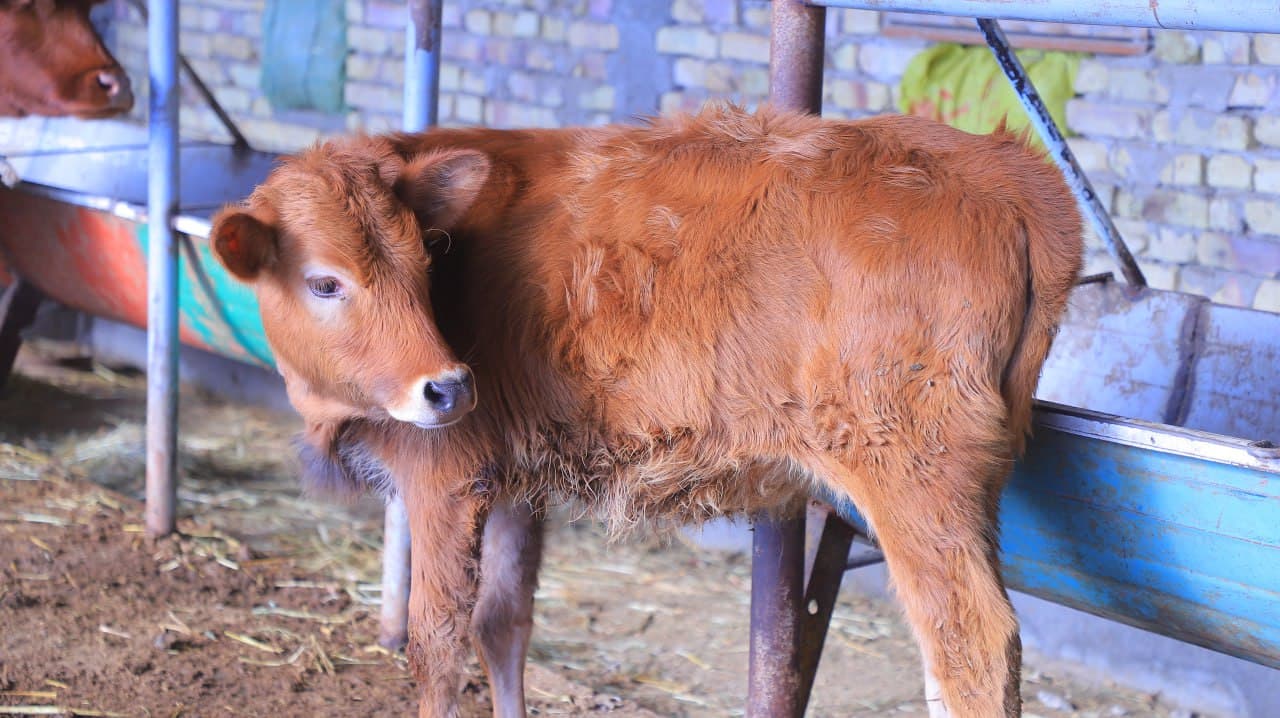 Qorakoʻl: Saʼdullayevlar issiqxonasi qishda ham yashnab, ogʻilxonasidan barakaga erishilmoqda