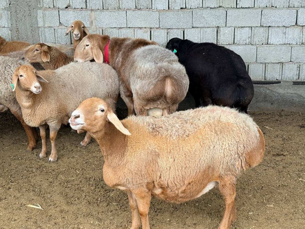 Peshku: "Navbahor" mahallasida Sharipovlar uy xoʻjaligida qoʻychilik rivojlantirilmoqda