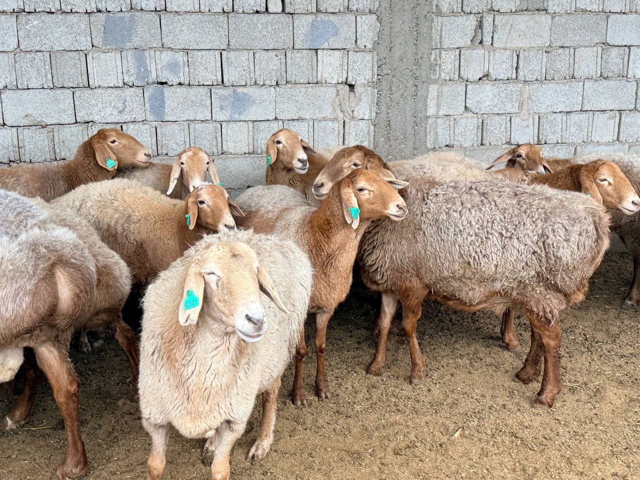 Peshku: "Navbahor" mahallasida Sharipovlar uy xoʻjaligida qoʻychilik rivojlantirilmoqda