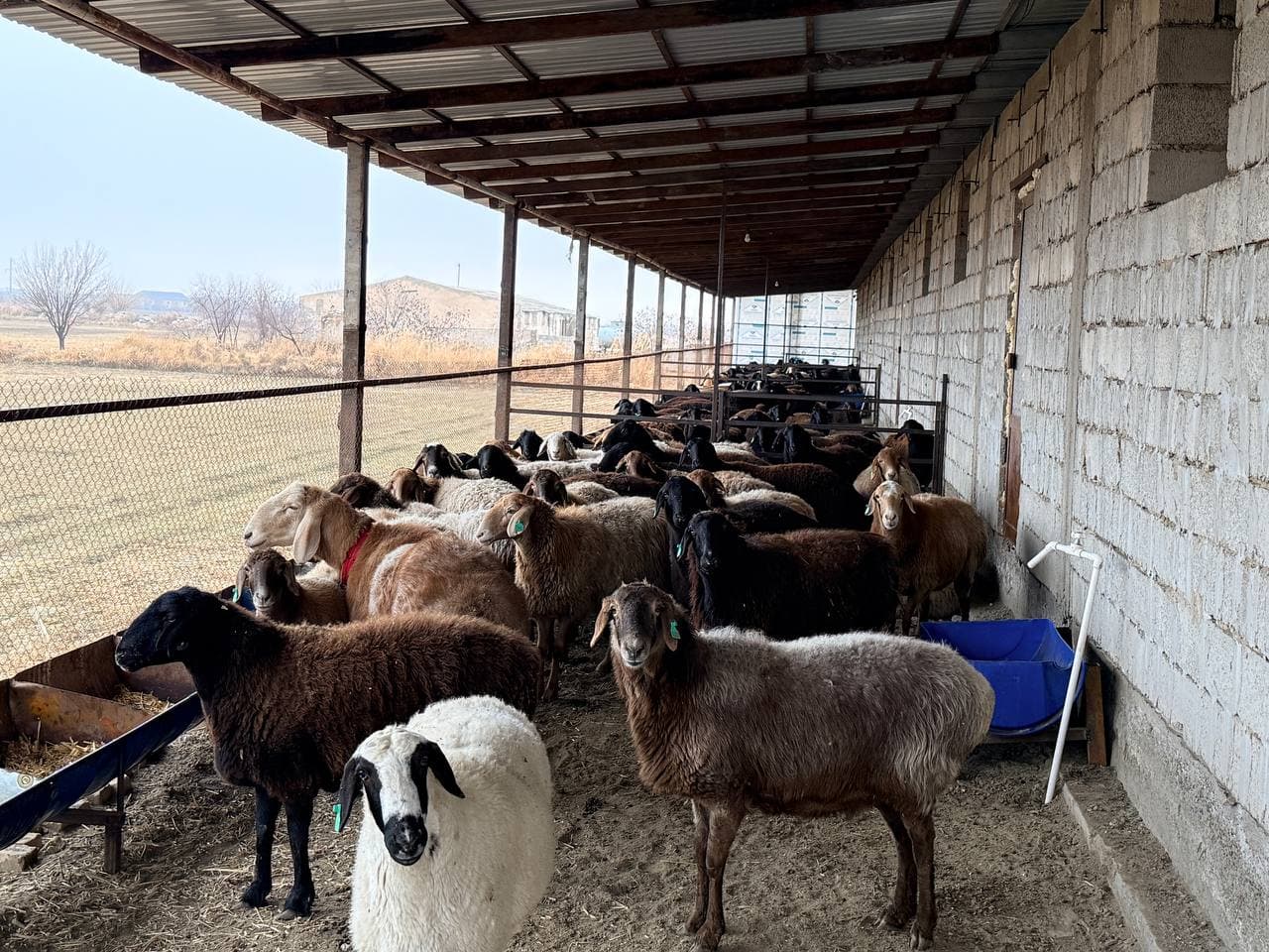 Peshku: "Navbahor" mahallasida Sharipovlar uy xoʻjaligida qoʻychilik rivojlantirilmoqda