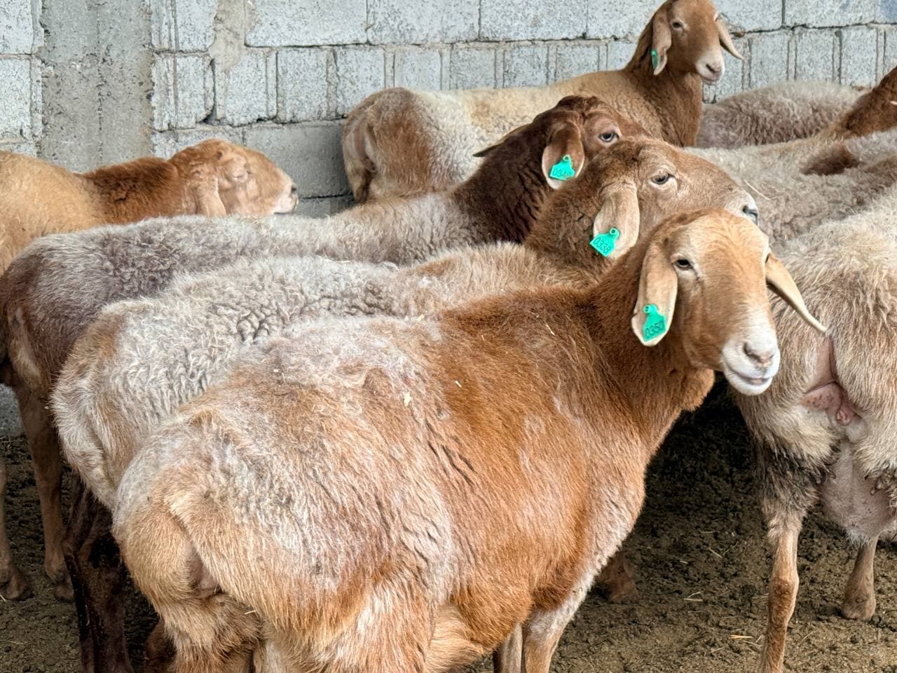 Peshku: "Navbahor" mahallasida Sharipovlar uy xoʻjaligida qoʻychilik rivojlantirilmoqda