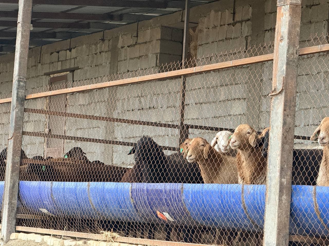 Peshku: "Navbahor" mahallasida Sharipovlar uy xoʻjaligida qoʻychilik rivojlantirilmoqda