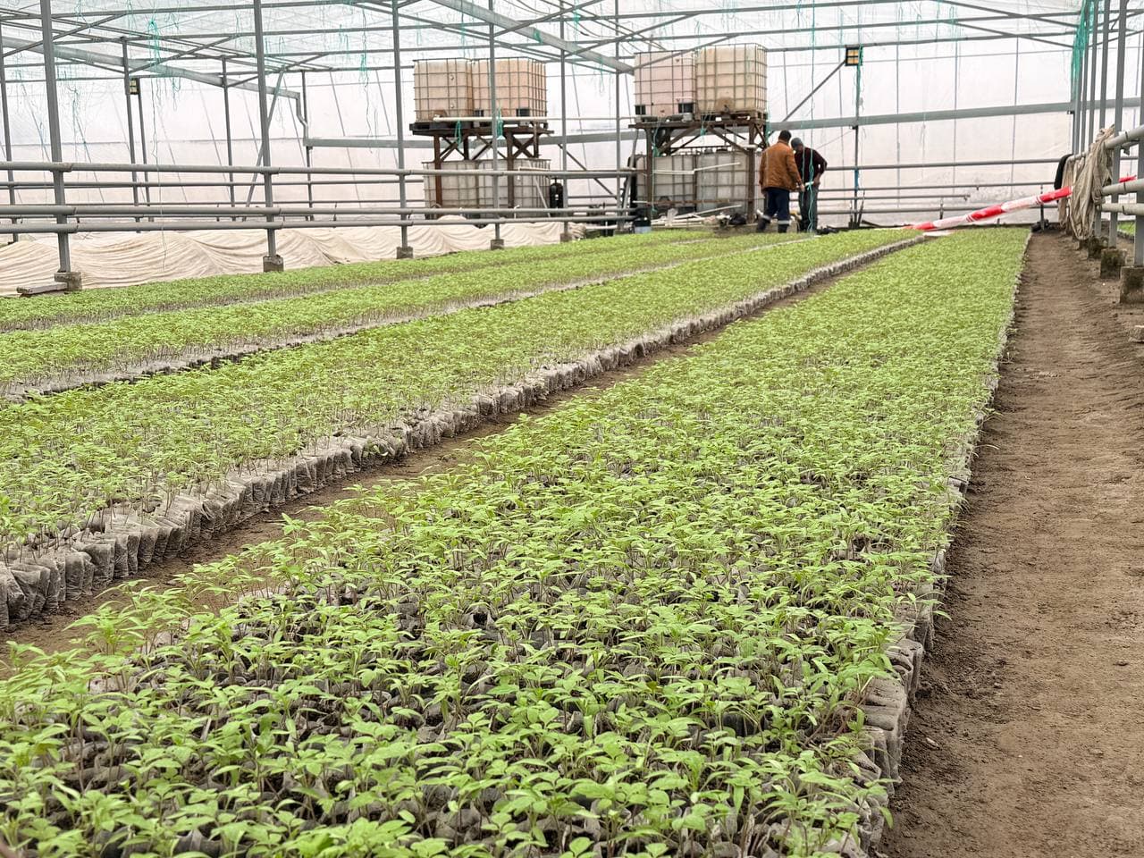 Peshku: “Sadir” mahallasida Badalovlar oilasi issiqxonasida ham barakali hosil koʻzlangan