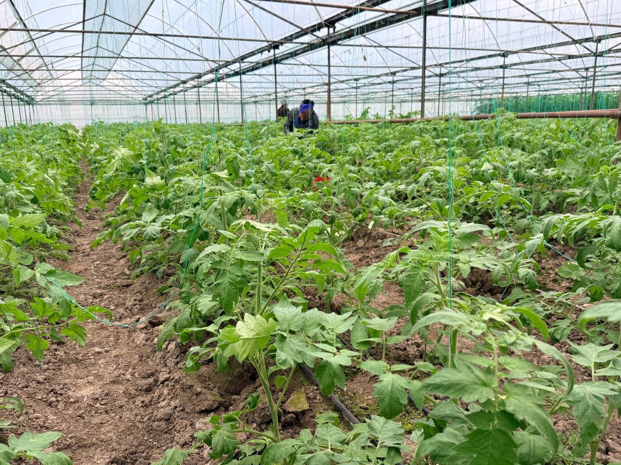 Peshku: “Sadir” mahallasida Badalovlar oilasi issiqxonasida ham barakali hosil koʻzlangan