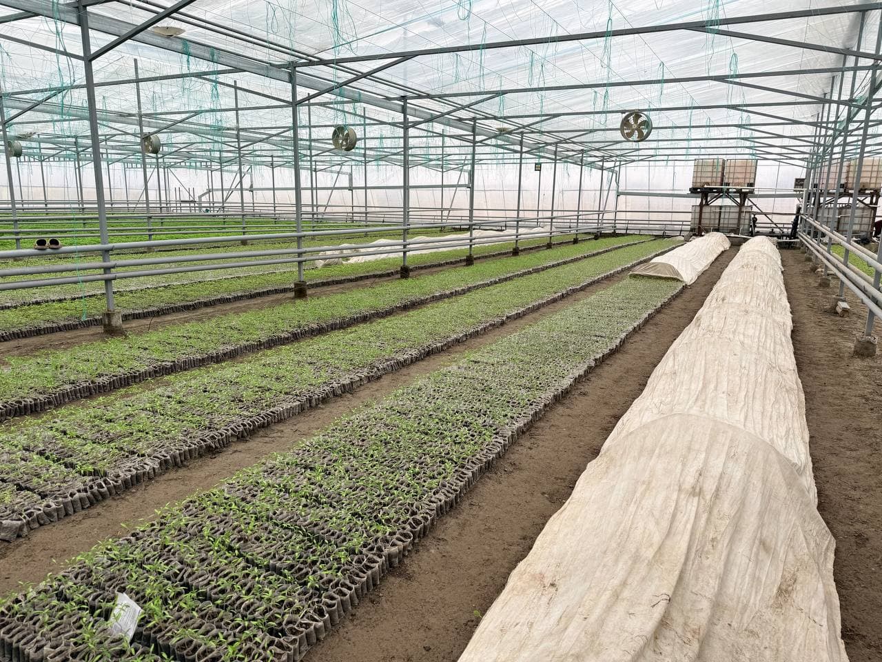 Peshku: “Sadir” mahallasida Badalovlar oilasi issiqxonasida ham barakali hosil koʻzlangan