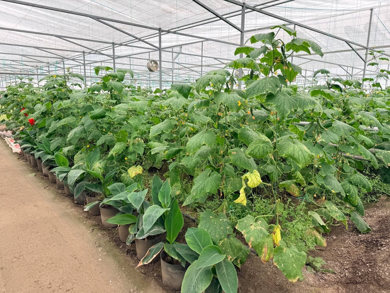 Peshku: “Sadir” mahallasida Badalovlar oilasi issiqxonasida ham barakali hosil koʻzlangan