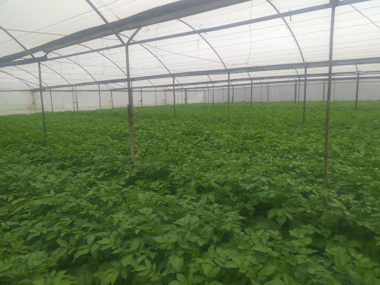 Peshku: “Sadir” mahallasida Badalovlar oilasi issiqxonasida ham barakali hosil koʻzlangan