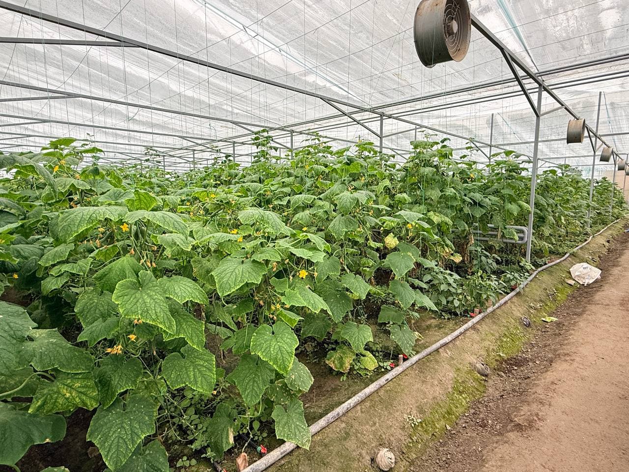 Peshku: “Sadir” mahallasida Badalovlar oilasi issiqxonasida ham barakali hosil koʻzlangan