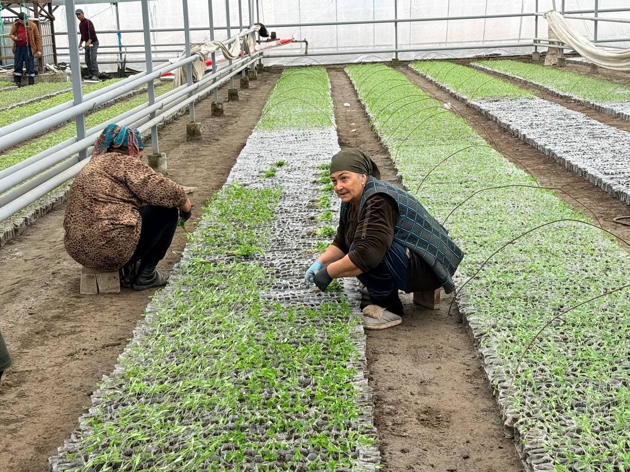 Peshku: “Sadir” mahallasida Badalovlar oilasi issiqxonasida ham barakali hosil koʻzlangan