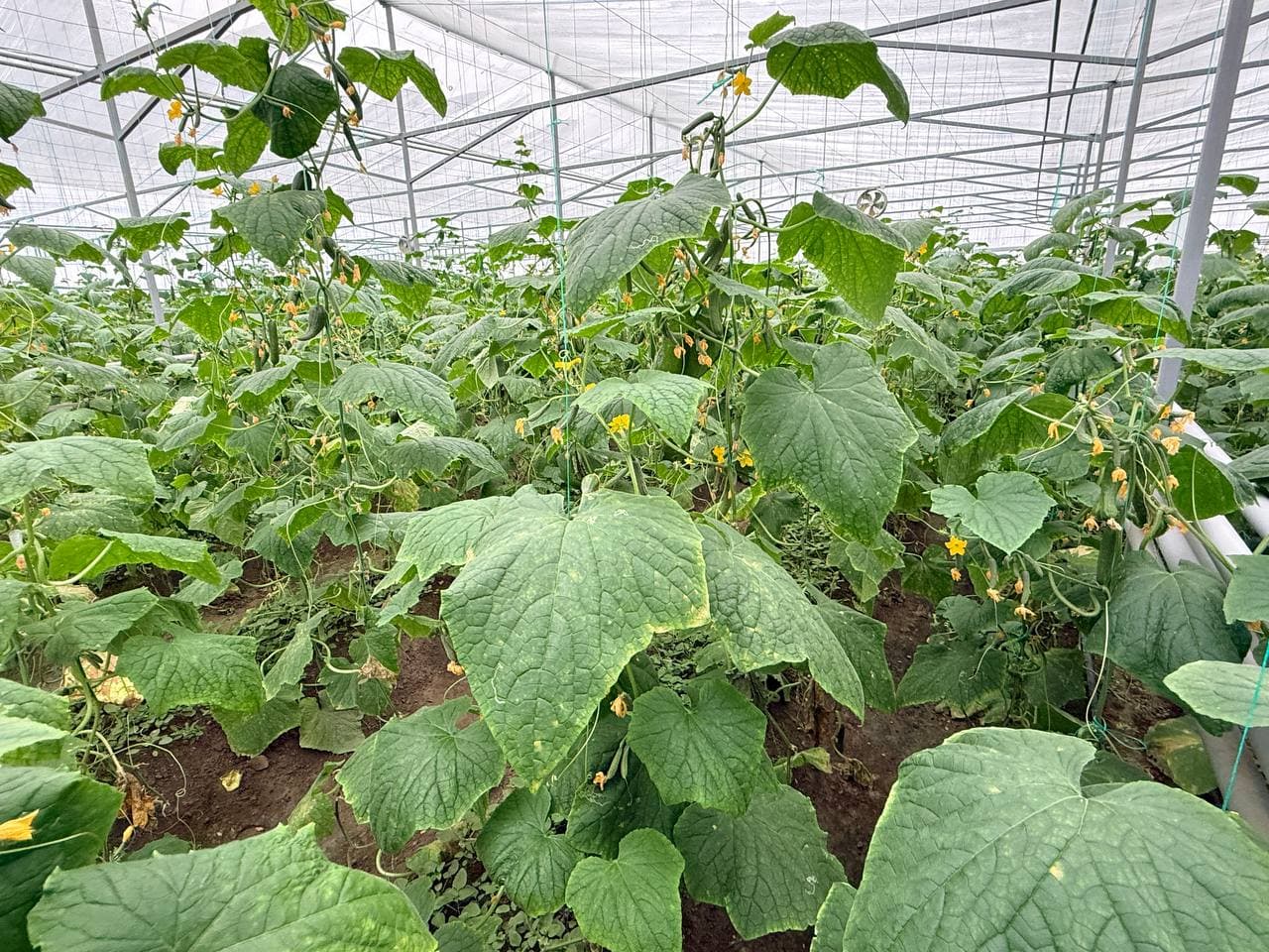 Peshku: “Sadir” mahallasida Badalovlar oilasi issiqxonasida ham barakali hosil koʻzlangan