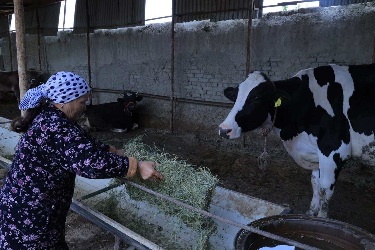 Когон: Ниёзҳожилик Пўлатовлар уй хўжалигида қорамол сони 10 бошга етказилди