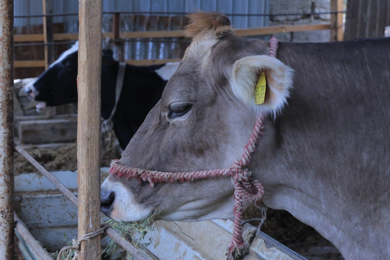 Когон: Ниёзҳожилик Пўлатовлар уй хўжалигида қорамол сони 10 бошга етказилди