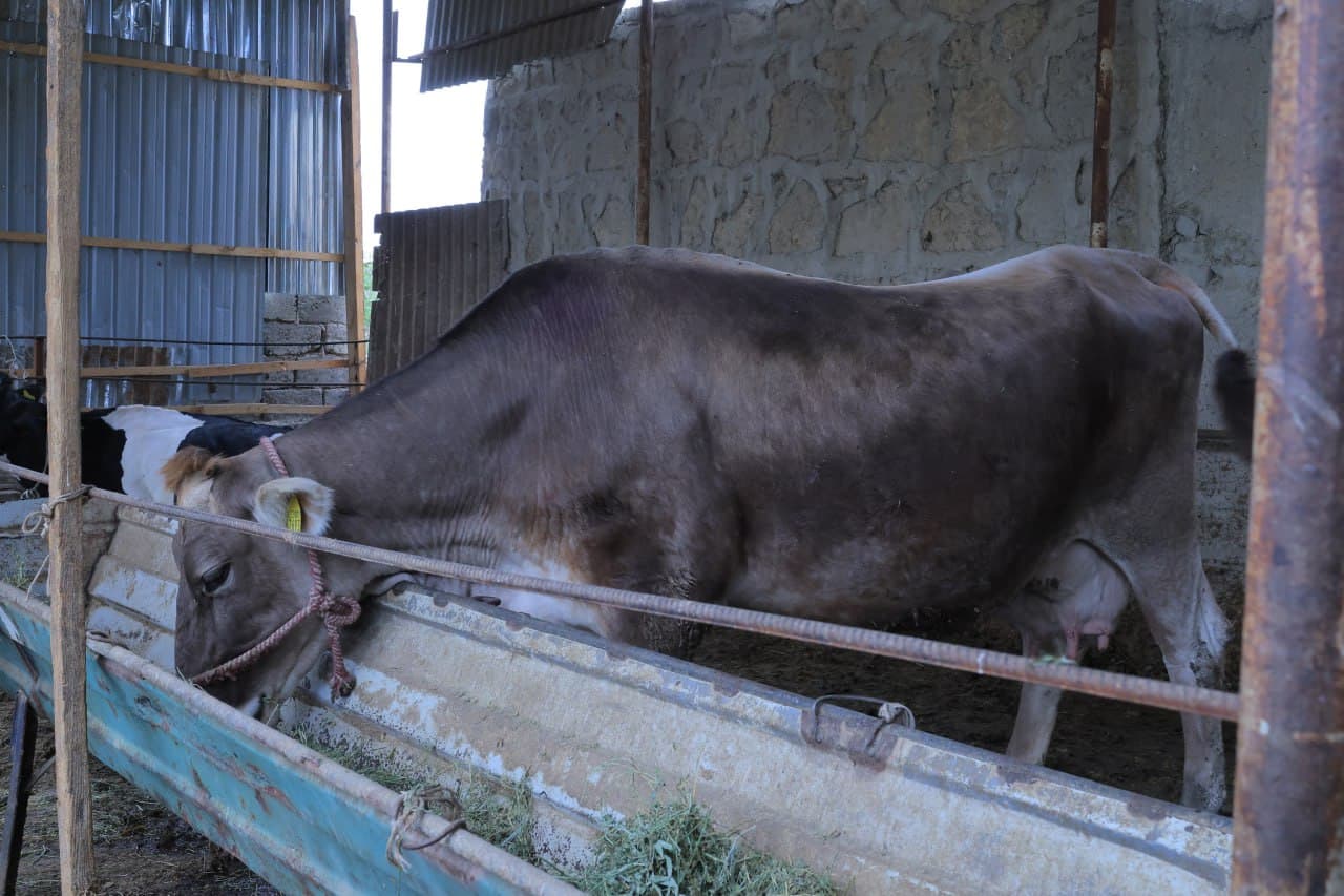 Когон: Ниёзҳожилик Пўлатовлар уй хўжалигида қорамол сони 10 бошга етказилди