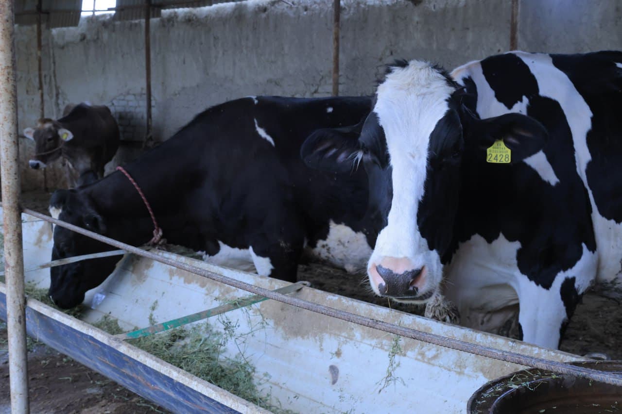 Когон: Ниёзҳожилик Пўлатовлар уй хўжалигида қорамол сони 10 бошга етказилди