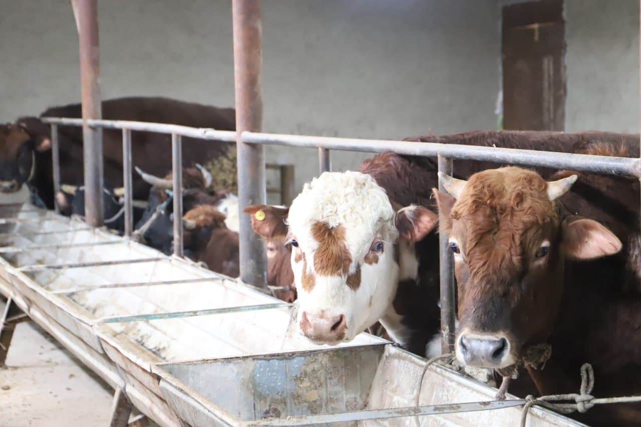 Shofirkon: tomorqa yer, dehqonchilik, chorva parvarishi va asalarichilikdan yaxshigina daromad olinmoqda