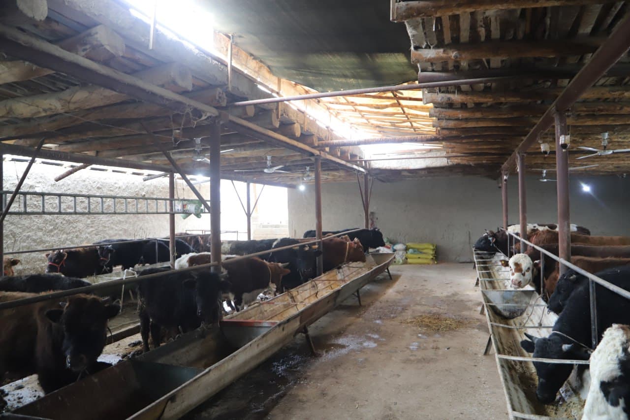 Shofirkon: tomorqa yer, dehqonchilik, chorva parvarishi va asalarichilikdan yaxshigina daromad olinmoqda