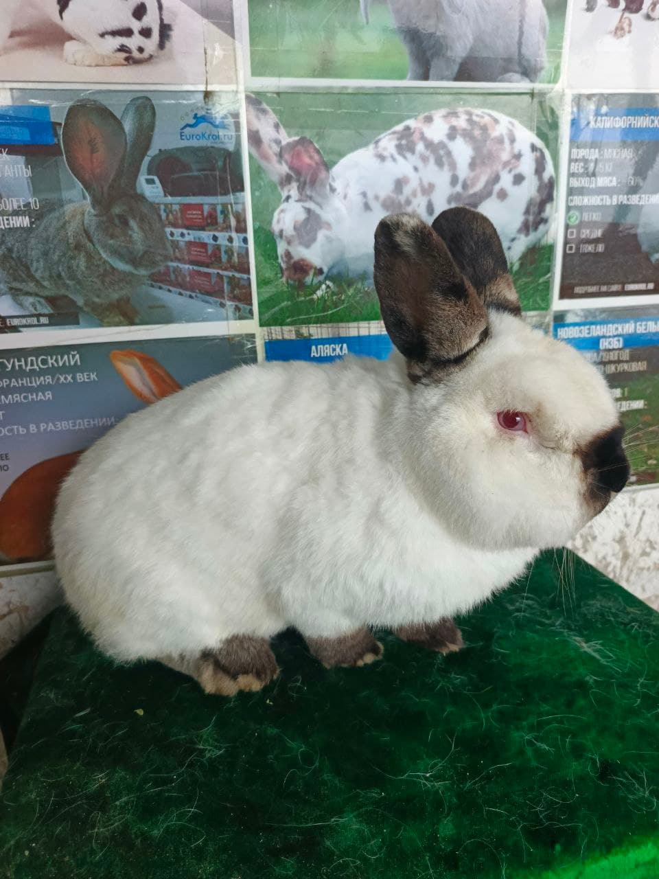 Peshku: “Yangibozor”da Nasriddinovlar xonadonida nasldor quyon soni 200 boshga yetkazildi