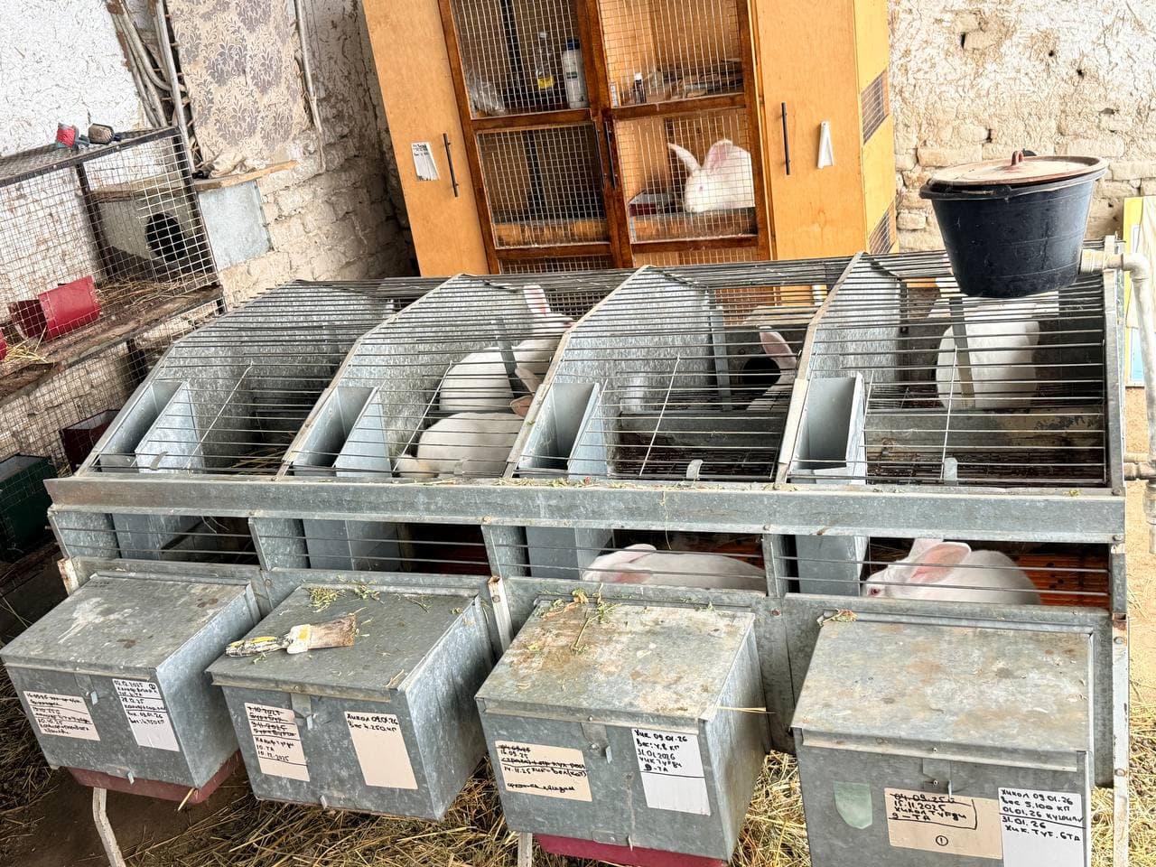 Peshku: “Yangibozor”da Nasriddinovlar xonadonida nasldor quyon soni 200 boshga yetkazildi