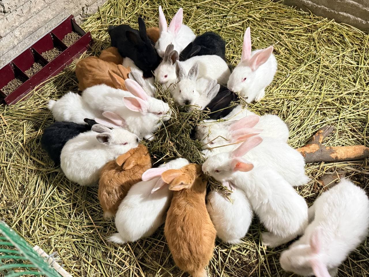 Peshku: “Yangibozor”da Nasriddinovlar xonadonida nasldor quyon soni 200 boshga yetkazildi