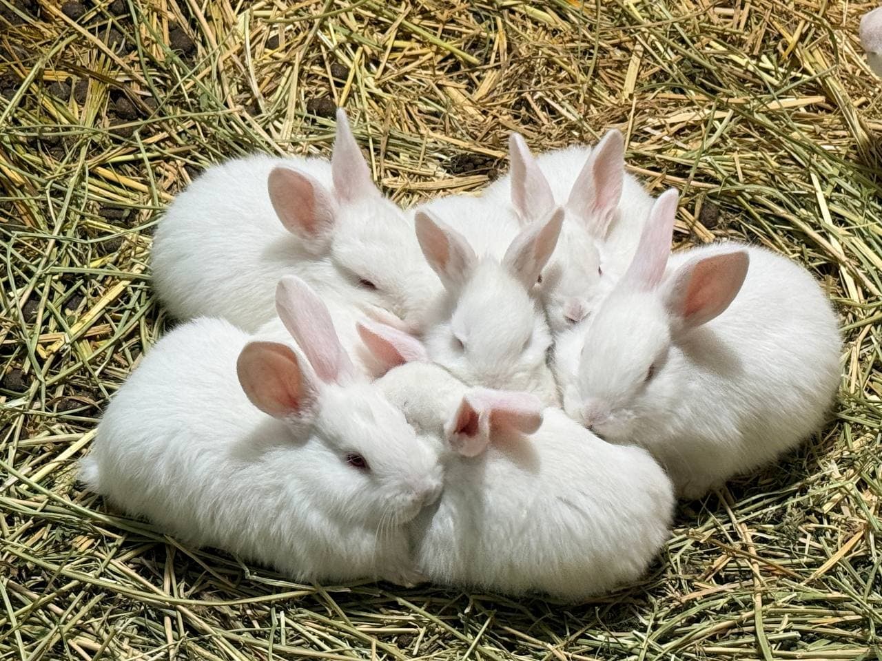 Peshku: “Yangibozor”da Nasriddinovlar xonadonida nasldor quyon soni 200 boshga yetkazildi