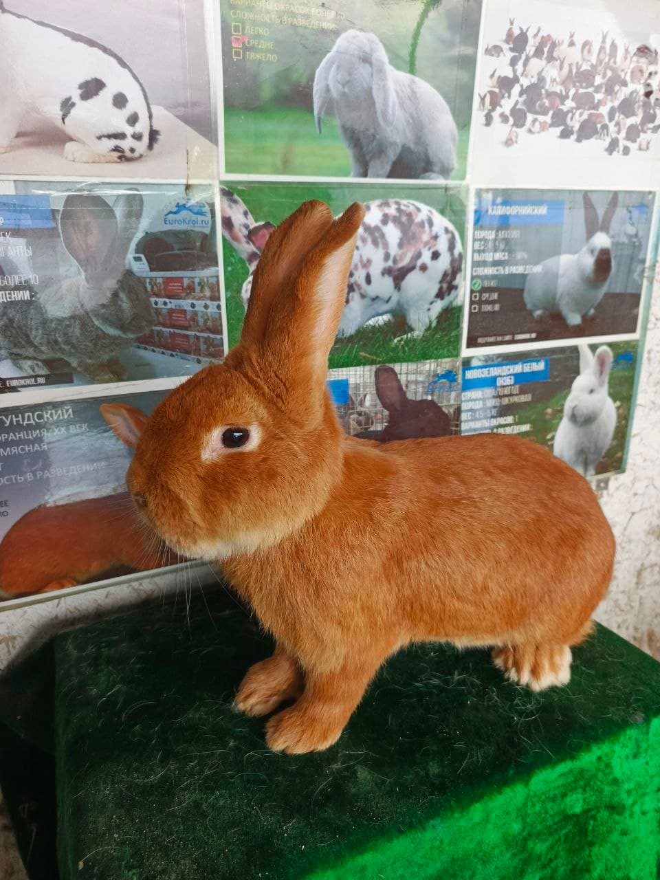 Peshku: “Yangibozor”da Nasriddinovlar xonadonida nasldor quyon soni 200 boshga yetkazildi